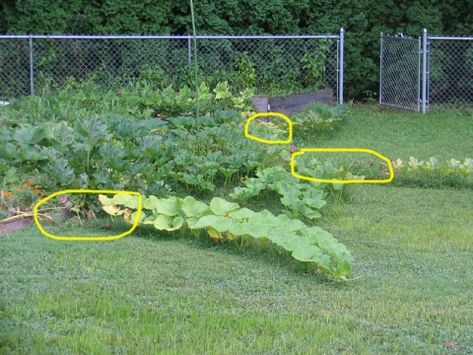 Hanging Squash Garden, Pumpkin Support Ideas, Growing Gourds Trellis, Pumpkin Vine Trellis, Growing Pumpkins On A Trellis, Squash Support, Pumpkin Trellis Ideas, Trellis For Squash, Gourd Trellis