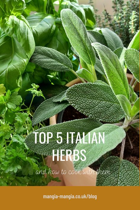 Top 5 Italian herbs in pots in a kitchen Spaghetti Alla Puttanesca, Basic Italian, Kitchen Gardens, Italian Recipes Dessert, Italian Herbs, Kitchen Herbs, Italian Christmas, Italian Dinner, Italian Garden