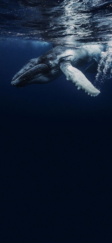 Marine Iphone Wallpaper, 52 Hertz Whale Wallpaper, Whale Wallpapers Aesthetic, Humpback Whale Wallpaper, Undersea Aesthetic, Dark Ocean Aesthetic Wallpaper, Whale Wallpaper Aesthetic, Whales Aesthetic, Whales Photography