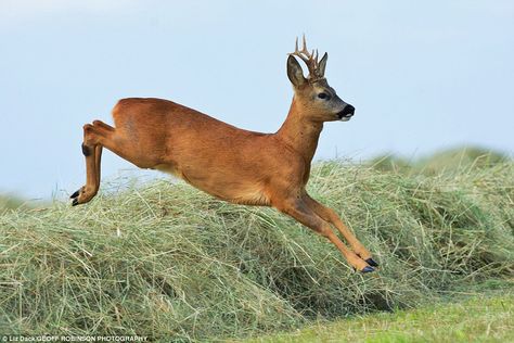 Liz Dack took this wonderful photo of a Roe deer leaping around the picturesque Norfolk la... Deer Jumping, Water Deer, Male Deer, Deer Species, Deer Running, Deer Photos, Deer Illustration, Fallow Deer, Roe Deer