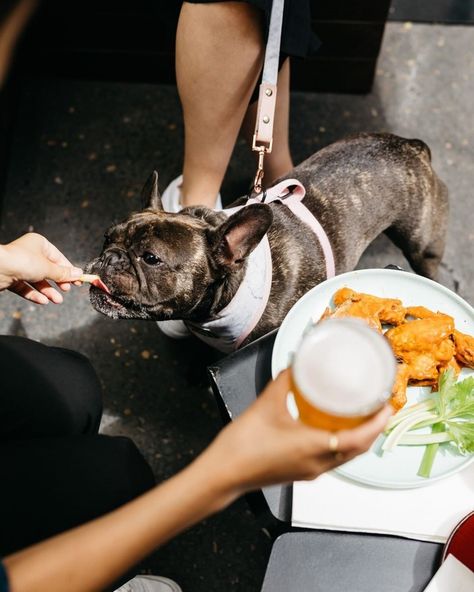 Brisbane’s Best Pet-Friendly Bars | Sitchu Brisbane Pet Friendly Cafe, Pet Friendly Hotel, Dog Friendly Coffee Shop, Dog At Restaurant, Dog Cafe Korea, Dog Restaurant, Pet Cafe, Cosy Decor, Beer House