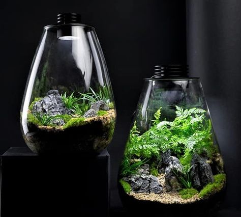 Indoor Terrarium, Mini Ecosystem, Jewel Orchid, Cat Flap, Beautiful Terrariums, Pet Doors, Green Farm, Moss Terrarium, Clear Jars