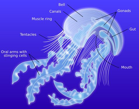 File:Anatomy of a jellyfish-en.svg - Wikimedia Commons Umbrella Jellyfish, Jellyfish Quotes, Pet Jellyfish, Jellyfish Facts, Jellyfish Tentacles, Jellyfish Sting, Jellyfish Pictures, Jellyfish Illustration, Moon Jellyfish