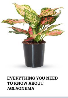 Aglaonema Plant Care and Growing Guide of the Most Popular Houseplant Aglaonema Propagation, Chinese Evergreen Plant Care, Aglaonema Plant Care, Green Sunroom, Aglaonema Plant, Fall Container Plants, Chinese Evergreen Plant, Low Light House Plants, Popular House Plants