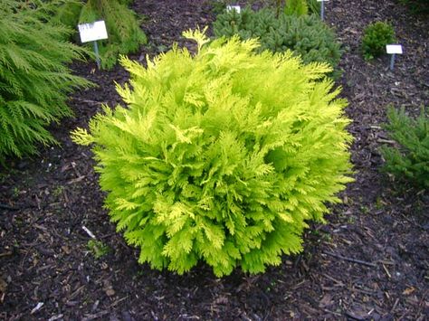 Chamaecyparis lawsonia 'Mini Nova' Evergreen Shrubs, Herbs, Plants