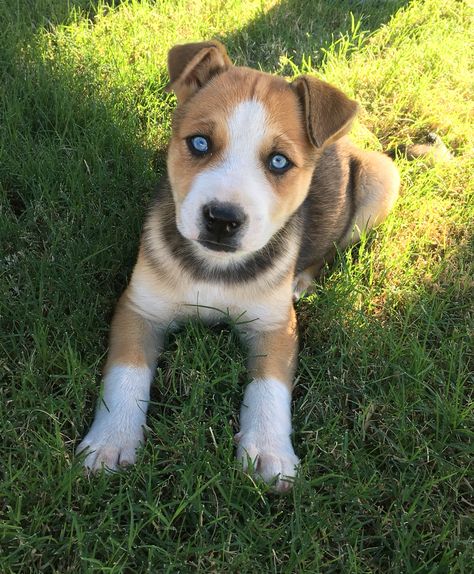 Pitsky Pitbull Mixed With Husky, Husky Pitbull Mix Dogs, Pitsky Dogs, Husky Pitbull Mix, Pitsky Puppy, Husky Pitbull, Pitbull Husky, Pitbull Mix Puppies, Puppies And Kitties