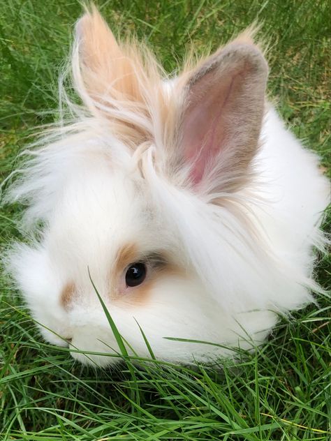 Lion Head Rabbit, Lion Main, Lion Rabbit, Bunny Things, Lionhead Bunny, Cutest Bunny Ever, Mini Lop, Rabbit Head, Bunny Rabbits