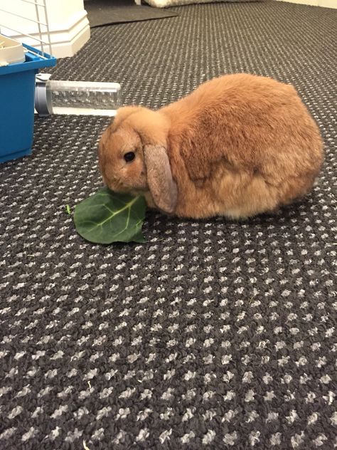 Ralphy #rabbit #ginger #fatty #moulting Ginger Bunny, Ginger Rabbit, Ginger Men, Ginger, Animals, Quick Saves