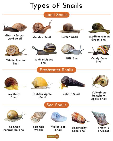 Garden Snail Terrarium, Snail Enclosure Ideas, Animal Kingdom Classification, Pet Snail Terrarium, Types Of Snails, What Do Snails Eat, Snail Pet, Snail Facts, Kingdom Classification