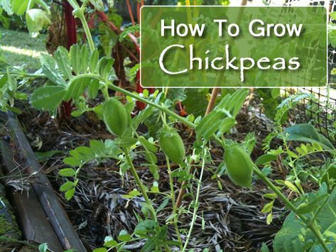 How To Grow Chickpeas - also known as Garbanzo beans... #gardening #homestead #homesteading How To Grow Chickpeas, Growing Chickpeas, Grow Chickpeas, Empress Fashion, Wisconsin Gardening, Chickpea Plant, Gardening Veggies, Horticultural Therapy, Gardening Tattoo