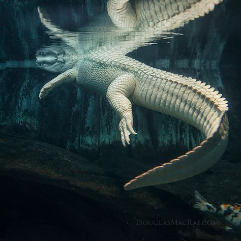 Albino American Alligator swims ©Douglas MacRae Alligators Art, American Alligator, Albino Animals, Wildlife Artwork, Cute Small Animals, Crocodiles, Reptiles And Amphibians, Wildlife Art, Amphibians