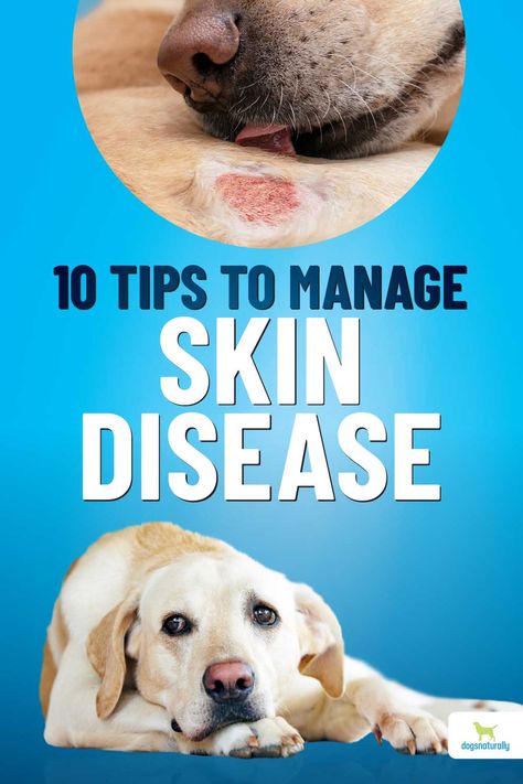 The health of your dog’s skin is an indicator of your dog’s deeper health ... dog skin conditions are often the first sign of immune disease. via @dogsnaturallymagazine Dog Skin Problems Pictures, Itching Remedies, Dog Itching Remedies, Itchy Dog Skin, Dog Skin Problem, Dog Skin Care, Meds For Dogs, Itchy Dog, Dog Treats Homemade Easy