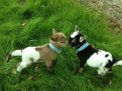 Baby Goat Pictures, Baby Goats Pygmy, Goat Picture, Pygmy Goats, Animals Aesthetic, Pygmy Goat, Baby Goat, Cute Goats, Baby Goats