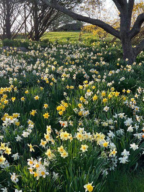 Daffodils in the Landscape - Private Newport Daffodils Garden, Dream House Farmhouse, Daffodil Garden, Piet Oudolf, Future Garden, House Farmhouse, Picnic Spot, Garden Girls, Spring Bulbs