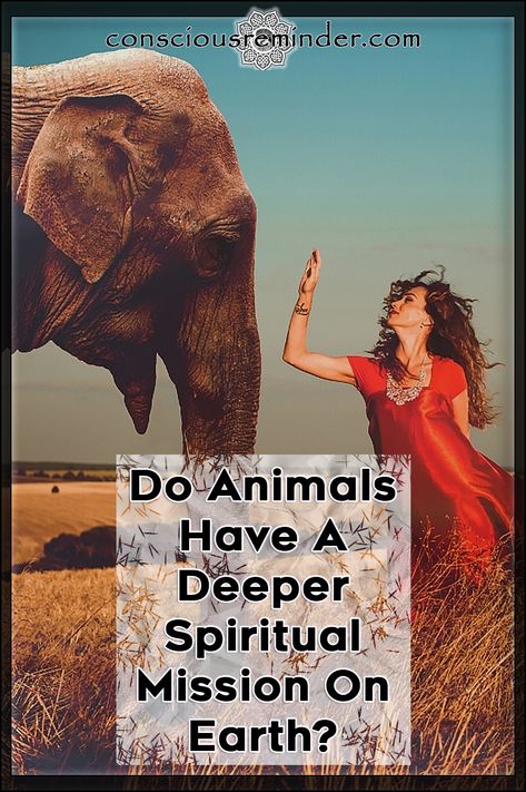 Animals are sentient beings with a mind of their own, contrary to what human beings would like to believe. #consciousreminder #consciousreminderbeyond #consciousreminderknowing #animals #spirituality #spiritual #mission #earth Sentient Beings, On Earth, Spirituality, Mindfulness, Human, Movie Posters, Animals, Film Posters