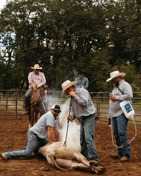 When @loeco.cattle reached out to me to capture their branding, I couldn’t have been more excited to say YES! As a photographer with a passion for the western lifestyle, the chance to document a cattle branding was a dream come true. Today was nothing short of amazing. The morning was filled with the sounds of cattle and the energy of the ranching community as they worked together in perfect harmony. Every moment was a testament to the hard work and tradition that goes into ranch life. This... Branding Cattle Photography, Ranching Photography, Rancher Aesthetic, Ranching Life, Cattle Branding, Cowgirl Life, Farm Workers, Promise Land, Cattle Farm