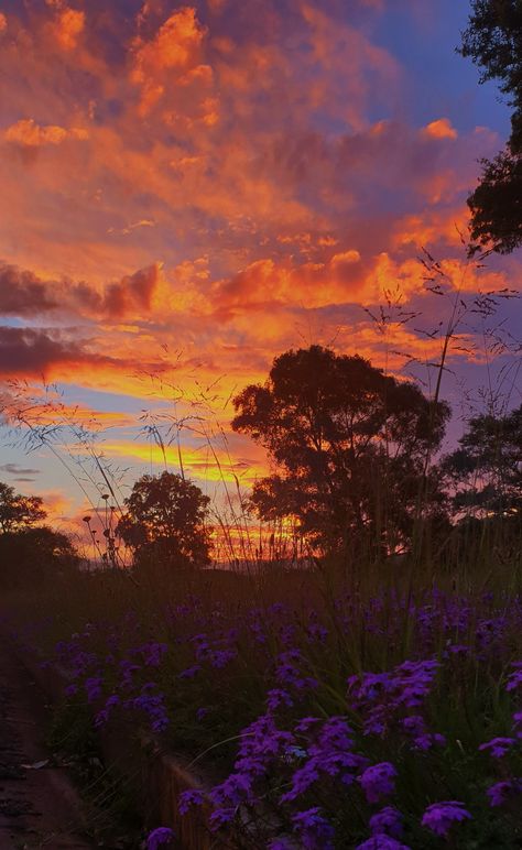 Sunsets With Flowers, Sunset Flowers Aesthetic, Sunset With Flowers Aesthetic, Sunset Aesthetic Field, Sunset Wildflowers, Country Sunset, Sunset Nature, Sky Pictures, Look At The Sky