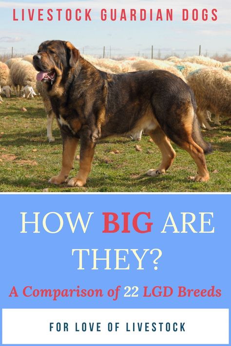 We all know that livestock guardian dogs are considered to be giant breeds, but less well known is the fact that LGD breeds vary greatly in size. The smallest and largest breeds have a 6 inch difference in height and 100 pounds difference in weight! See where your favorite breed lies in this chart of LGD sizes! Livestock Guardian Dog Breeds, Largest Horse Breed, Guardian Dog, Raising Farm Animals, Livestock Guardian Dog, Livestock Guardian, Pet Beds Cat, Great Pyrenees Dog, Giant Breeds