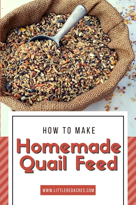 Diy Quail Brooder, Coturnix Quail Pen Ideas, How To Keep Quail, Diy Quail Feed, Winter Quail Coop, Quail Toys, Homemade Quail Feed, Quail Food Diy, Diy Quail Waterer