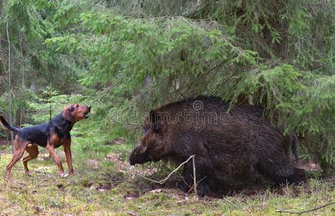 Wild Boar Hunting, Boar Hunting, Dog Stock Photo, Hunting Dog, Church Flyer, Wild Boar, Green Forest, Hunting Dogs, Belarus