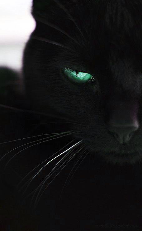 Dark Green Eyes, Green Eyed Cat, Dark Green Aesthetic, Cute Cats Photos, A Black Cat, Cat People, Cat Wallpaper, Cat Girl, Green Aesthetic