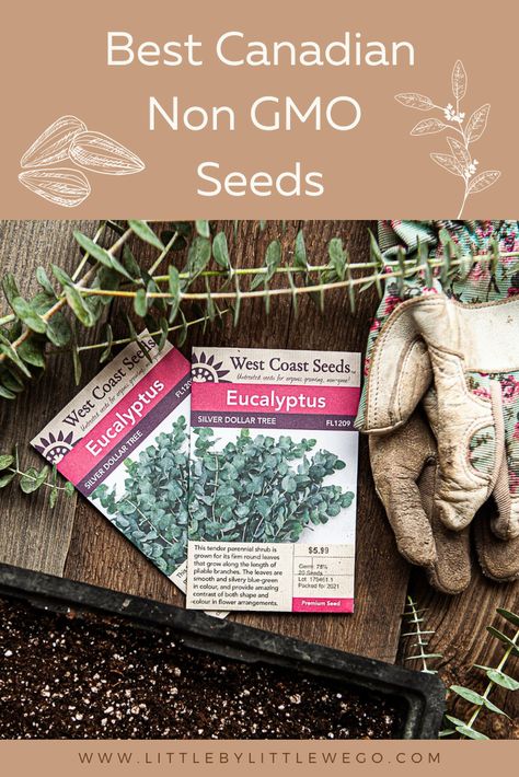 Want some of the best Canadian non GMO seeds on the market? West Coast Seeds has you covered. Here you will find beautiful varieties of seeds that have fantastic germination rates. Starting plants from seeds has never been easier. Each page has ample information to grow each variety. Their grow zone charts will help you determine when to start them. Everything you need all in one place. Growing Eucalyptus, Starting Plants From Seeds, Plants From Seeds, Plant Eucalyptus, Starting Seeds, Starting Seeds Indoors, Growing Gardens, Seed Shop, Perennial Shrubs