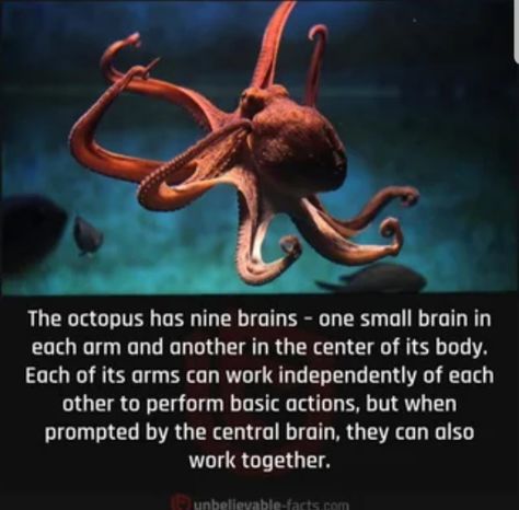 Octopus Facts, Dartmoor National Park, Strange Facts, Creepy Facts, Did You Know Facts, Unbelievable Facts, Underwater Creatures, General Knowledge Facts, Animal Facts