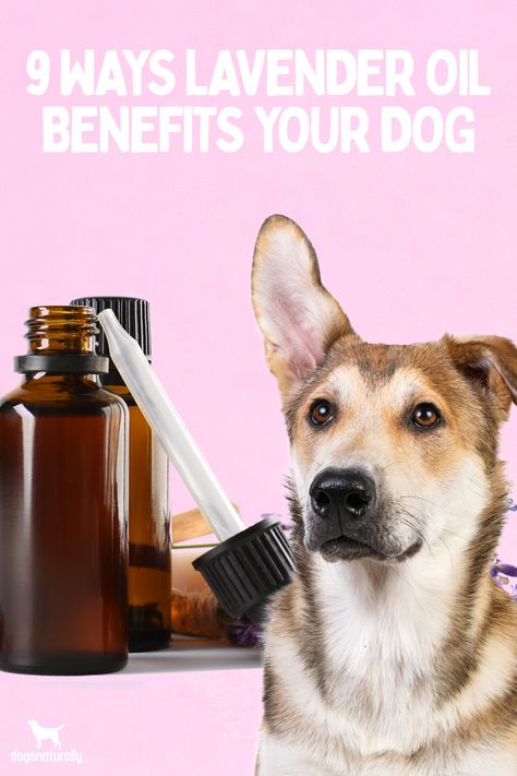 Lavender Oil Recipes, Lavender Essential Oil Benefits, Lavender Essential Oil Uses, Lavender Oil Benefits, Lavendar Oil, Calming Essential Oil Blends, Dog Perfume, Lavender Uses, Essential Oils Dogs