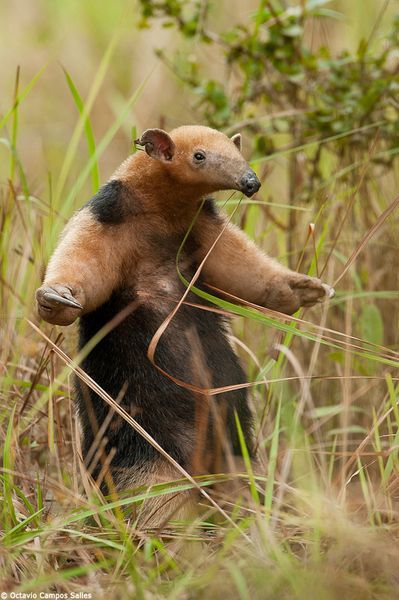 Southern Tamandua, also called a Collared Anteater, or Lesser Anteater (Tamandua tetradactyla), is a species of anteater from South America. It is a solitary animal, found in many habitats from mature to highly disturbed secondary forests and arid savannas. It feeds on ants, termites and bees. It has very strong foreclaws that can be used to break insect nests or to defend itself.: Giant Anteater, American Animals, Unusual Animals, Animal Planet, South American, Zoo Animals, Exotic Pets, Adorable Animals, Nature Animals