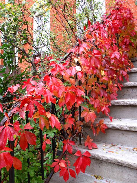 Small House Garden, Companion Planting Vegetables, Virginia Creeper, Herb Garden Design, Vertical Garden Diy, Garden Guide, Climbing Vines, House Plant Care, Small Space Gardening