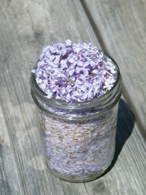 Lilac Essential Oil, Eatable Flowers, Fire Building, Medical Remedies, Lilac Perfume, Lilac Cottage, Provident Living, Herbal Oils, Homemade Essential Oils