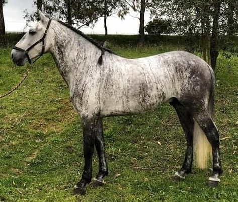 LYNX, owned by Michelle Du Plessis, is the newest entrant into the Brindle and Striped Equine International registry. Lynx is a five year old grey brindle Lusitano stallion in Portugal. Brindle Horse, Rare Horse Colors, Lusitano Stallion, Horse Markings, Lusitano Horse, Horse Coat Colors, Rare Horses, Du Plessis, Horse Inspiration