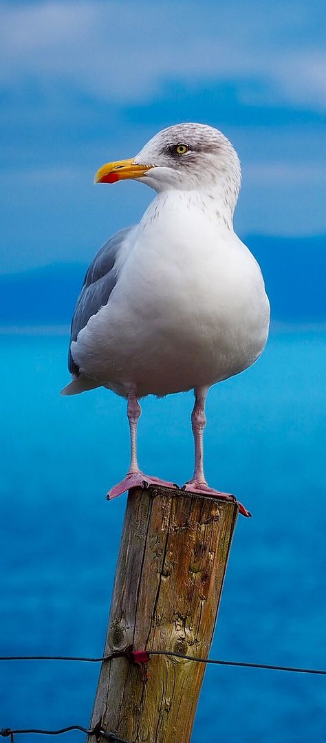 Birds Wallpaper Hd, Island Holidays, Coastal Birds, Amazing Birds, Bird Stand, Shorebirds, Ocean Wallpaper, Bird Wallpaper, Acropolis