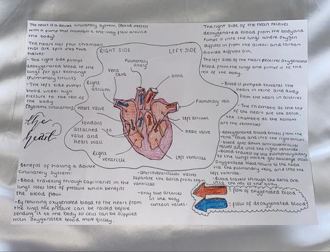 Information on the heart and how it functions. #gcse #gcsebiology #heart #theheart #mindmap #flashcards #revision #aesthetic Gcse Flashcards, Gcse Revision Flashcards, Gcse Pe Revision Notes, Revision Aesthetic, Gcse Pe, Neet Notes, Science Revision, Biology Revision, Gcse Revision