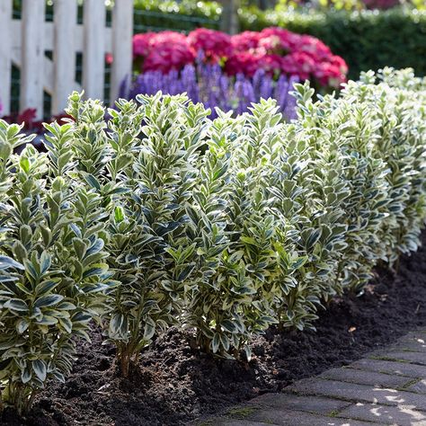 Euonymus Japonicus, Perennial Bulbs, Daffodil Bulbs, Patio Pots, Garden Parasols, Patio Planters, Perennial Shrubs, Indoor Plant Care, Evergreen Plants