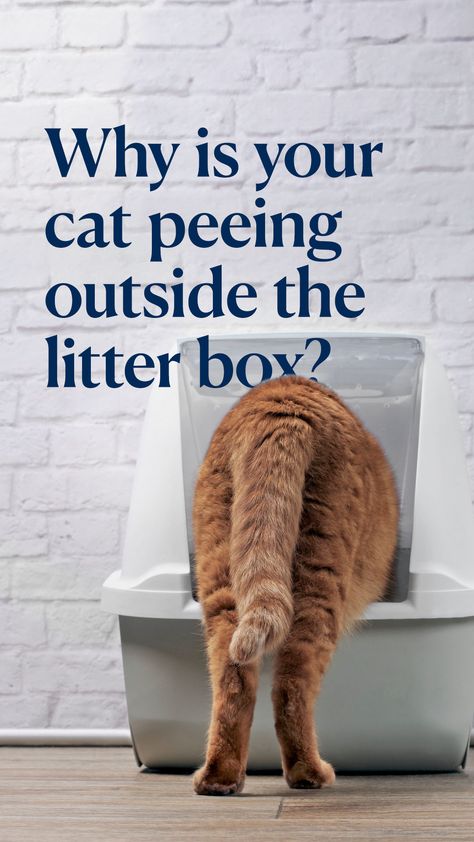 If your typically fastidious cat is ditching the litter box and peeing just about everywhere else, it can easily become frustrating to deal with the constant cleaning and strong cat pee smell.So why do cats pee outside of the box, and what can you do about it?   #cat #catpee #litterbox Friend Leaving, Cat Pee Smell, Liter Box, Cats Outside, Jackson Galaxy, Cat Pee, Older Cats, Cat Hiding, Cat Parenting