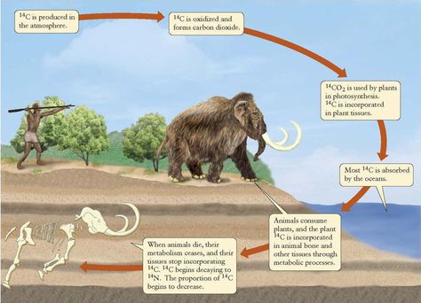 Radiocarbon dating or carbon-14 dating is based on isotopes, or alternate, forms of carbon. Narcissistic Men, Plant Tissue, Animal Bones, Carbon Dioxide, Photosynthesis, Secret Life, The Animals, Biology, Everyday Life