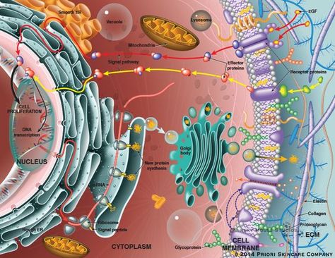 Cell Anatomy, Darwin's Theory Of Evolution, Medical Terminology Study, Eukaryotic Cell, A Level Biology, Basic Anatomy And Physiology, Biology Facts, Medical Laboratory Science, Theory Of Evolution