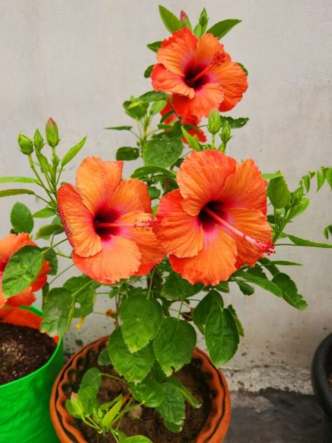 Tips to Care Hibiscus Plant - Voice of Plant Hibiscus Water, Hibiscus Plant, Sweet Flowers, Health And Vitality, Koh Tao, Organic Matter, Hibiscus Flowers, Pest Control, Tao