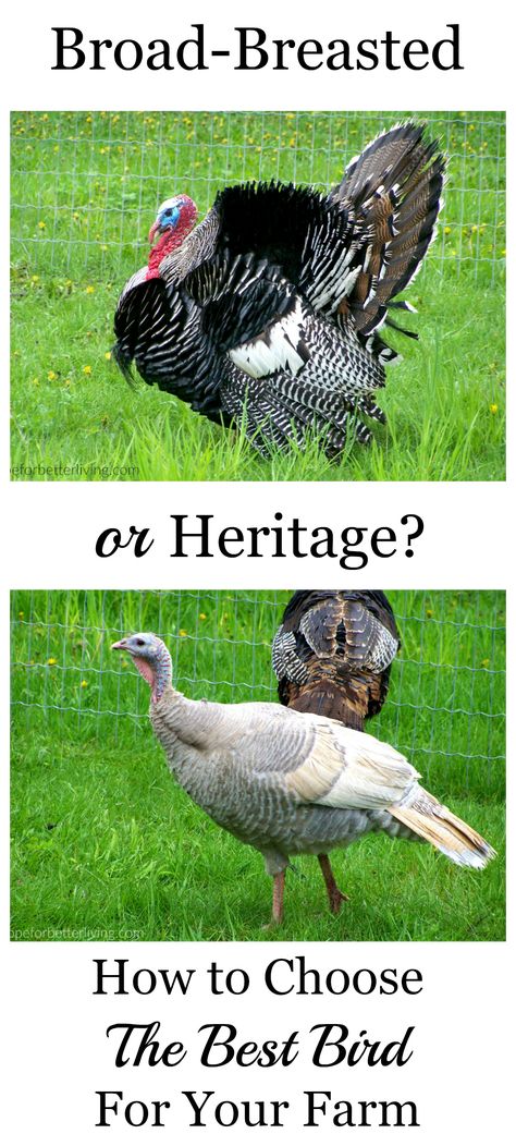 Pocket Community, Turkey Breeds, Raising Turkeys, Turkey Farm, Community Ideas, Meat Birds, Hobby Farming, Raising Farm Animals, Best Turkey