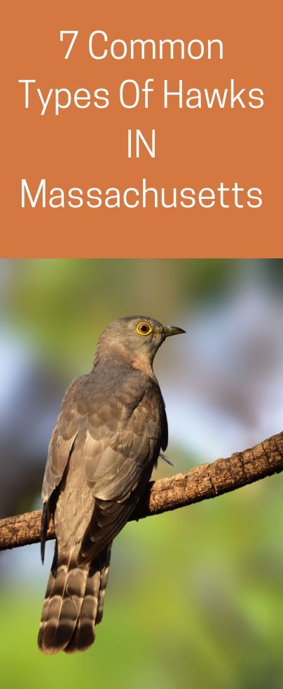 What are the types of hawks in Massachusetts? Are they the same as the types of hawks in Cincinnati? Hawk Feather Meaning, Red Tail Hawk Meaning, Hawk Meaning, Hawks Bird, Types Of Hawks, Northern Goshawk, Sharp Shinned Hawk, American Kestrel, Cold Time