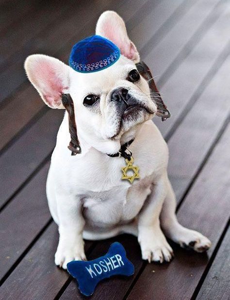 Hanukkah Dog, Chag Sameach, Animal Photoshoot, Dogs Pictures, Adorable Pictures, Cute Animal Memes, Happy Hanukkah, Dog Costumes, Dog Holiday