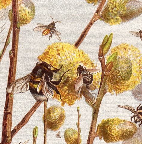 1890 Gorgeous bee fine chromolithograph Beehive Art, Honeybee Art, Honey Art, Bee Artwork, Bee Images, Bee Illustration, Vintage Bee, Bee Inspired, Bee Decor