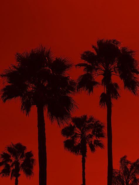 Red Palm Tree On Fire, Aries Vibes, Red Palm Tree, Isaiah Rashad, Wall Pics, Red And Black Wallpaper, Red Palm, Design Journal, Cinematic Photography