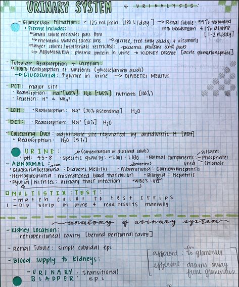 Urinary System Anatomy Cheat Sheets Glomerular Filtration Tubular Reabsorption and Secretion Urine Multistix Test Kidney Location Renal Tubule Urinary Bladder #anatomy #anatomyandphysiology #cheatsheet #urinarysystem #kidney Urinary System Anatomy Physiology, Urinary System Nursing Notes, The Urinary System Notes, Urinary System Anatomy Notes, Renal System Anatomy, Urinary Bladder Anatomy, Renal Tubule, Urinary System Notes, Bio Diagrams