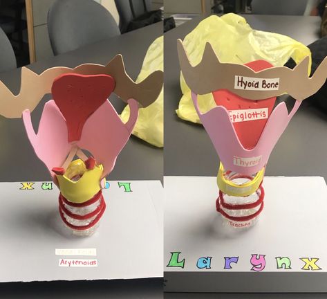 DIY model of the larynx with labels Diy Larynx Model, Laryngeal Model Diy, Larynx Model Diy, Anatomy Models Diy, Speech Pathology Grad School, Larynx Model, Kids Speech Therapy, Middle School Choir, Speech Therapy Tools