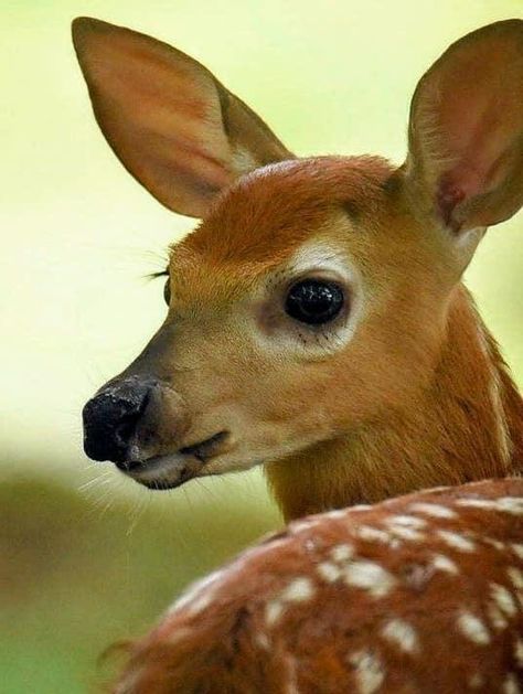 Deer Photography Forests, Deer Reference Photo, Reference Photos Animals, Hirsch Tattoo Frau, Fawn Photography, Felted Deer, Deer Portrait, Deer Face, Deer Photography