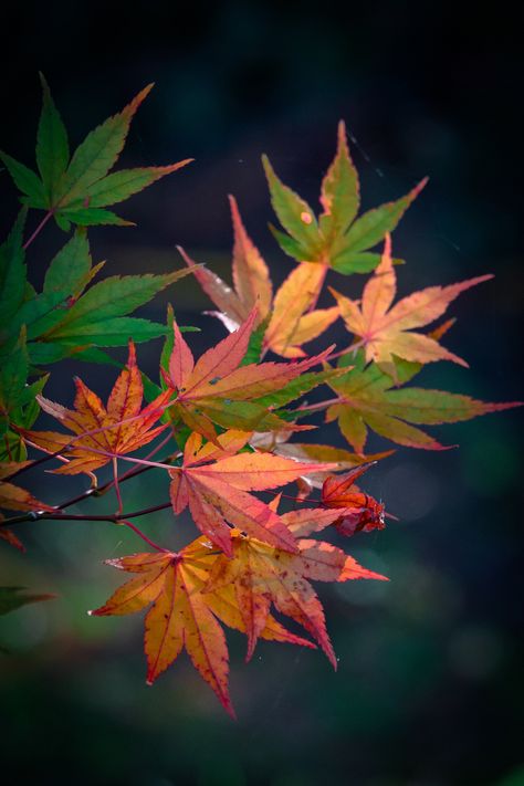 Peach Room, Japanese Red Maple, Japanese Autumn, Fall Portraits, Leaf Photography, Japanese Maple Tree, Flower Art Images, Japanese Maple, Japanese Painting