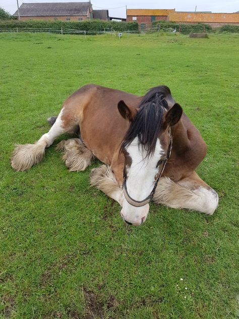 My beautiful clydesdal Clidsdail Horse, Clydesdale Aesthetic, Clidesdail Horse, Clysdale Horses, Shifting Board, Irish Horse, Clydesdale Horse, Dnd Campaign, Oc Board