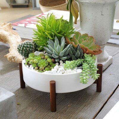 Coffee Table Centerpiece, Succulent Bowls, نباتات منزلية, Succulent Garden Design, Succulent Garden Diy, Cactus Planter, Succulent Gardening, Plant Decor Indoor, Office Plants